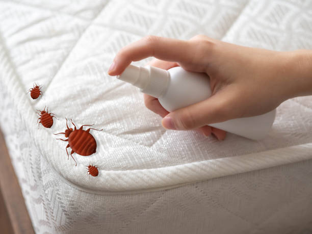 Best Affordable Pest Control Services  in Ntgomery City, MO